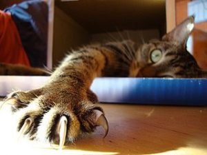 image of housecat with outstretched claws