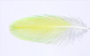 photo of a yellow feather on a white background