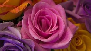 photo of pink, yellow, and lavender roses opening