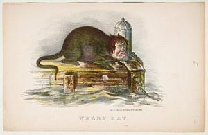cartoon of wharf rat