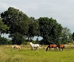 photo of horses in a pasture