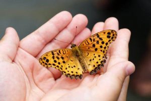 photo of butterfly resting on human hands