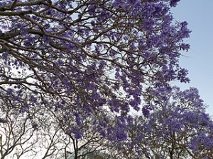 photo of jacaranda blossoms against blue sky