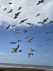 seagulls flying in blue sky