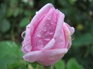 photo of pink rosebud with dewdrops