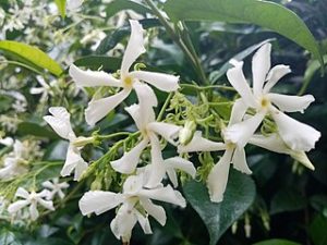 Image of jasmine blossoms