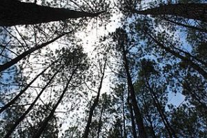 photo of pine trees in Ciherrang