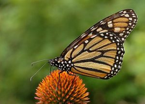 Reflections on a Monarch Butterfly