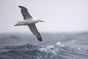 Photo of albatross flying over sea