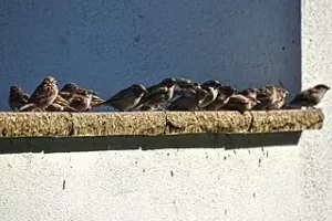 image of sparrows sitting on a wall