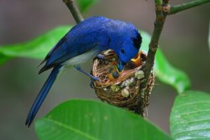 Photo of mother blue bird feeding her baby