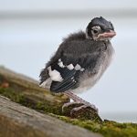 Photo of a blue jay fledgling