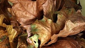 Photo of brown leaves from a tree