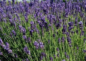 photo of common lavender in bloom