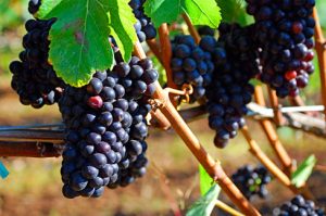 Photo of dark purple grapes in a vineyard