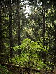 Photo of young beech tree in a spruce forest