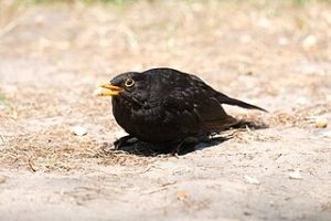 Photo of a blackbird with a bit of food in its beak