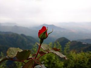 Photo of a rosebud with Kodaikaanal Mountain in background.