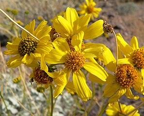 Photo of brittlebush flowers