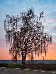 Photo of dropping silver birch tree with sunset in background