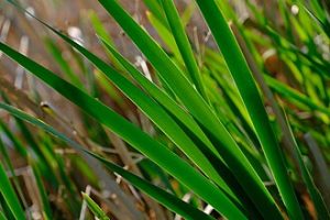 Photo of grass blades