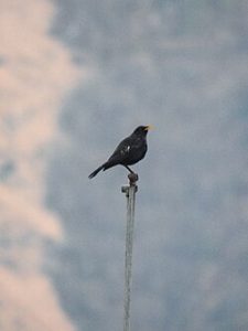 Photo of Tibetan blackbird