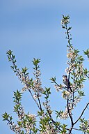 Photo of song sparrow singing in a tree