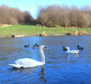 Photo of a swan and ducks on a still lake