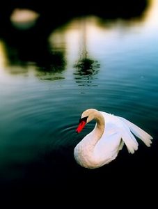 Photo of white swan on still water in the moonlight