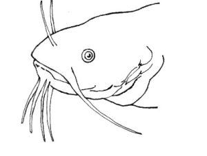 Line drawing of a catfish's head showing its whiskers