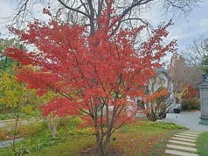 Photo of Japanese maple tree in leaf. 