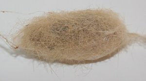 Photo fo a Virginia tiger mother cocoon