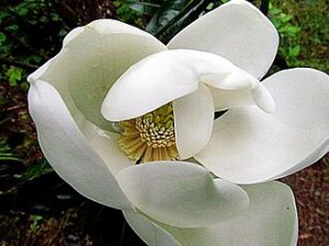 Blossom of a white magnolia tree