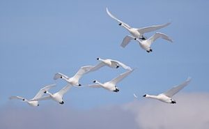 photo of a group of white swans flying through the blue sky