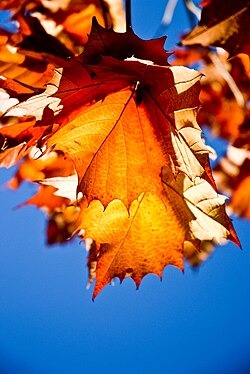 Photo of orange sycamore leaves in the fall